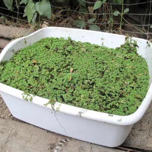 Azolla Cultivation